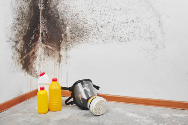 Professional Mold Removal in White Hall, IL